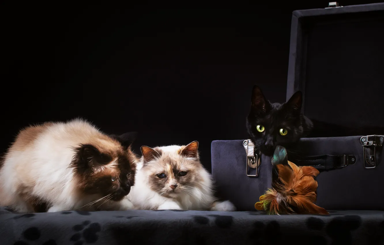 Фото обои кошки, темный фон, коты, чемодан, трио