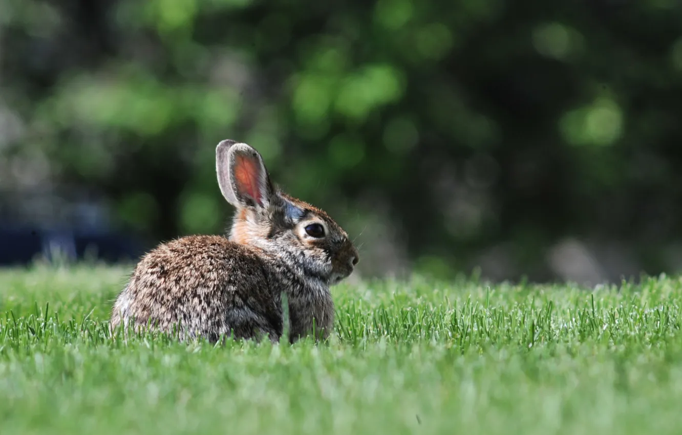 Фото обои трава, глаза, уши, кролика