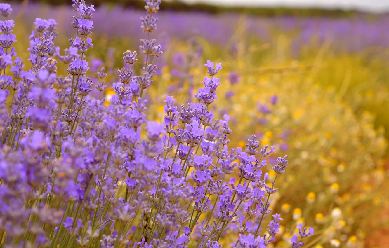 Фото обои Лаванда, Lavender, Purple flowers