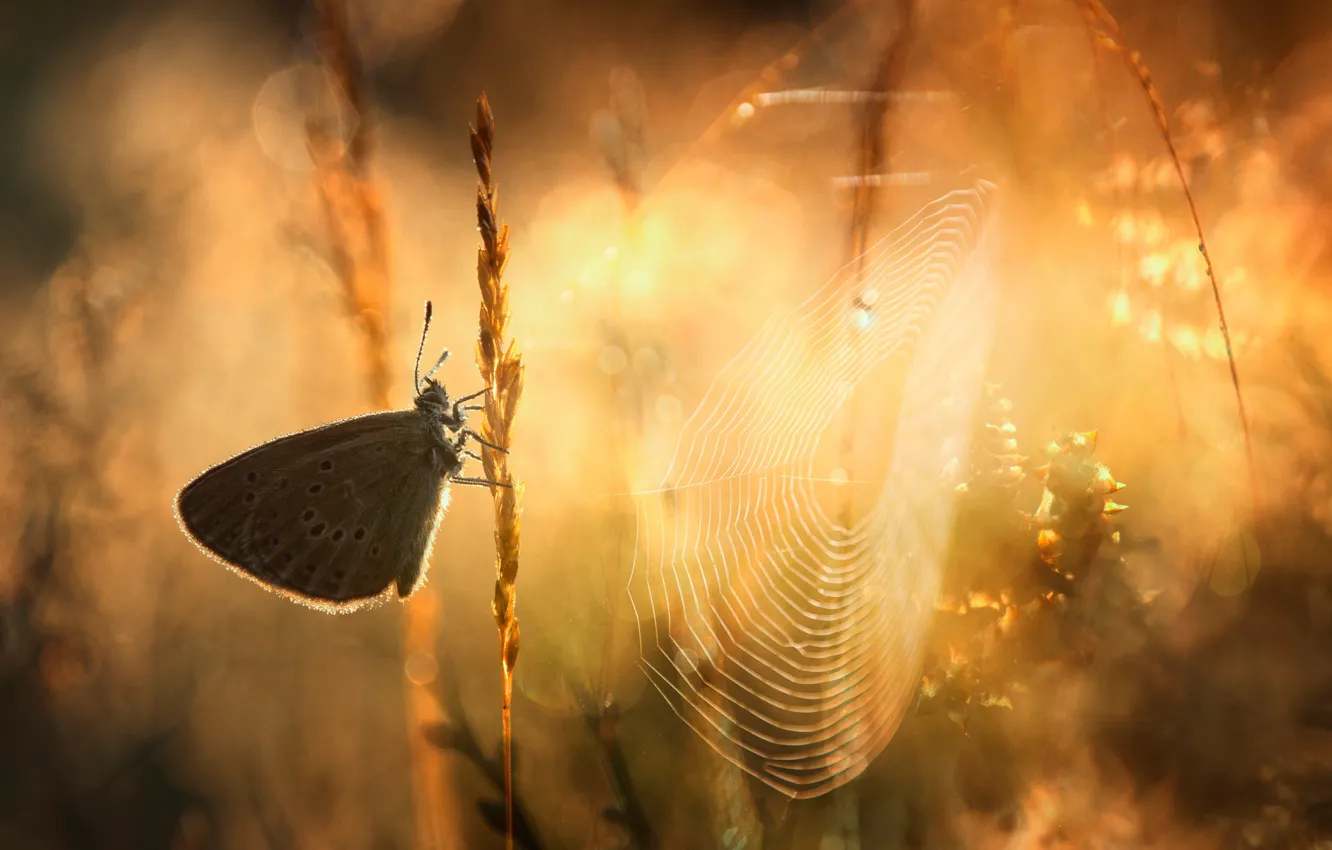 Фото обои трава, макро, свет, бабочка, паутина, утро, боке