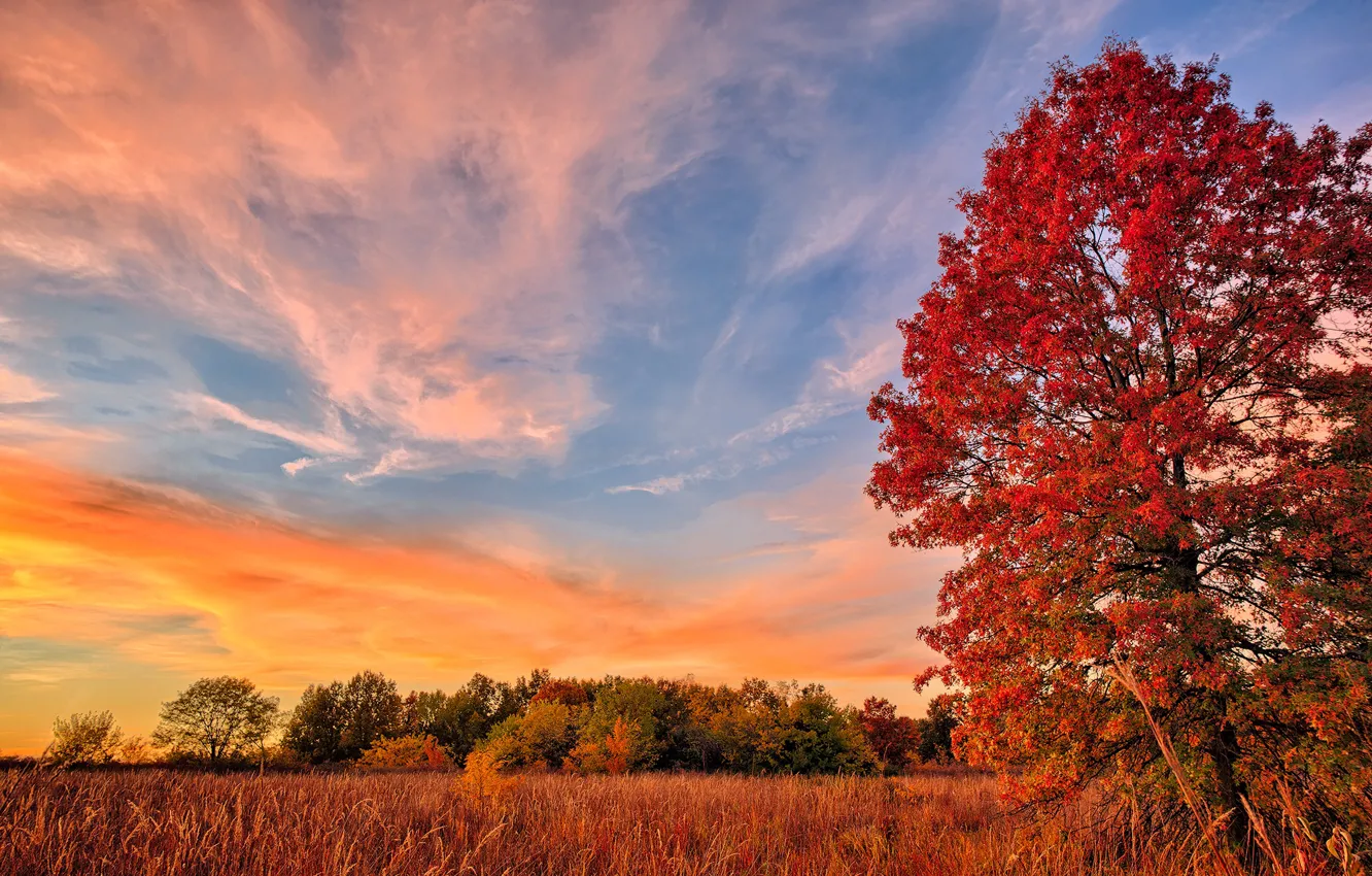 Фото обои поле, осень, дерево, листва, багрянец