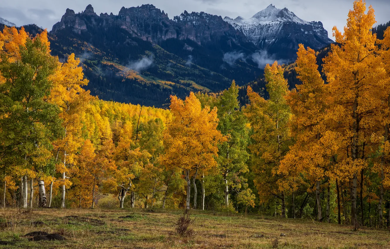 Фото обои осень, лес, горы