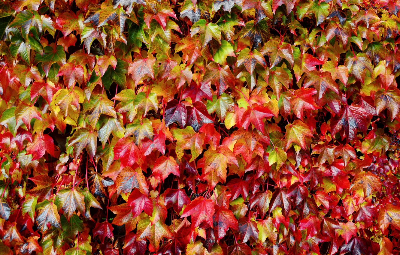 Фото обои осень, листья, красные