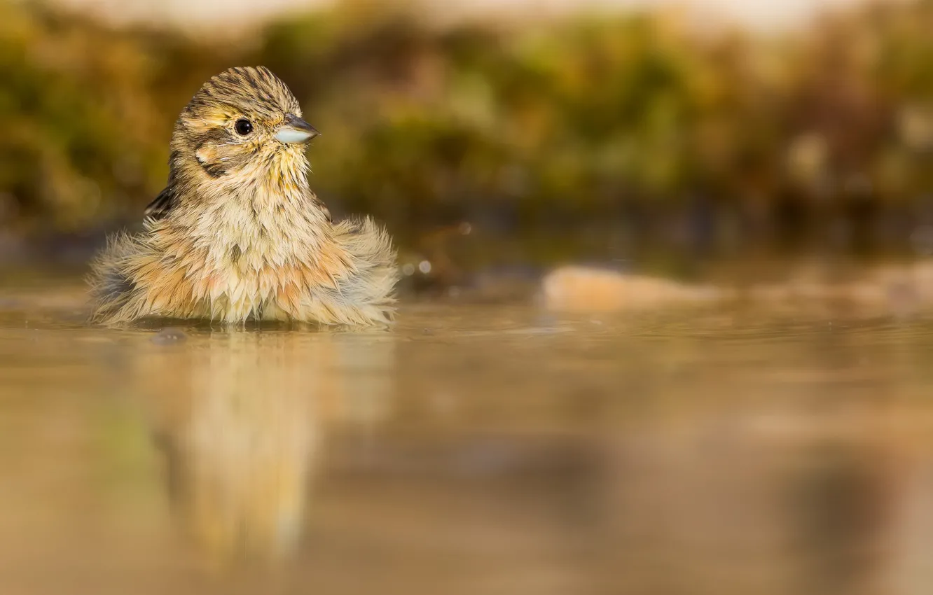 Фото обои вода, природа, птичка, малышка