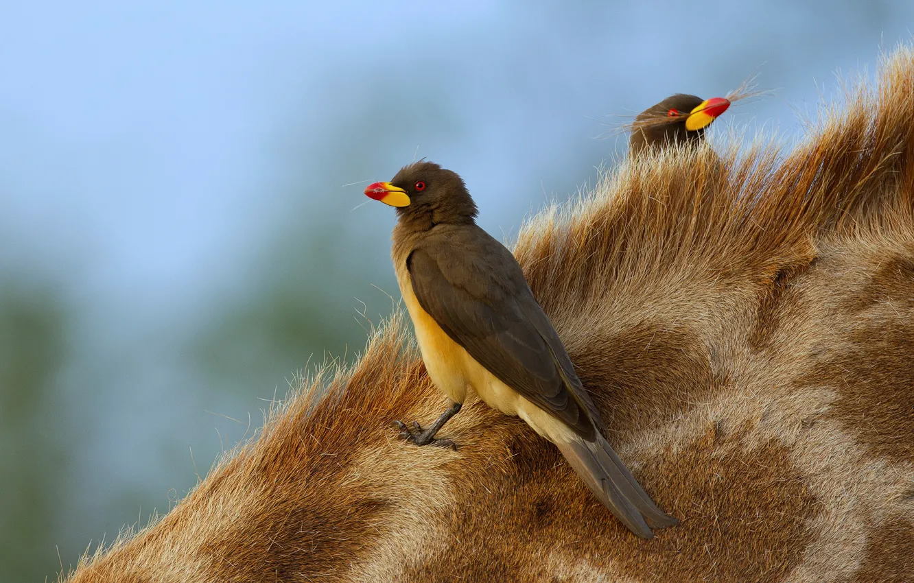 Фото обои птицы, две, волоски, шкура, пара, буйволовый скворец, дешево и сердито, шея жирафа