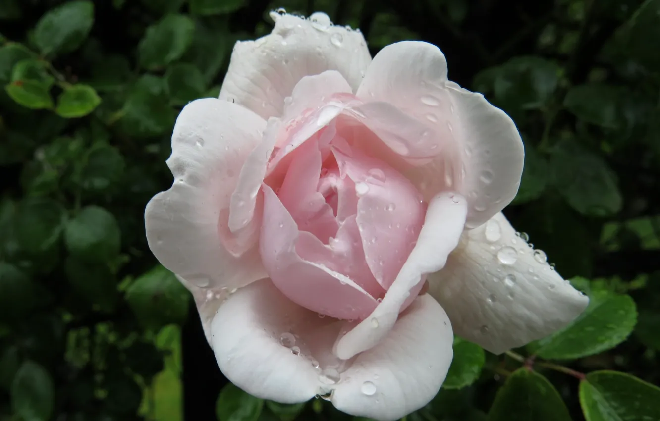 Фото обои капли, роса, роза, лепестки, сад