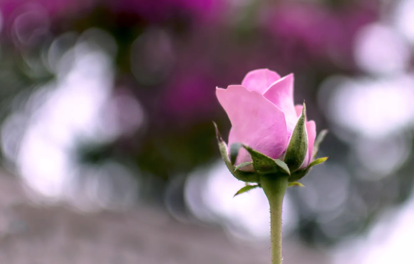 Фото обои цветок, лето, макро, розовая, роза