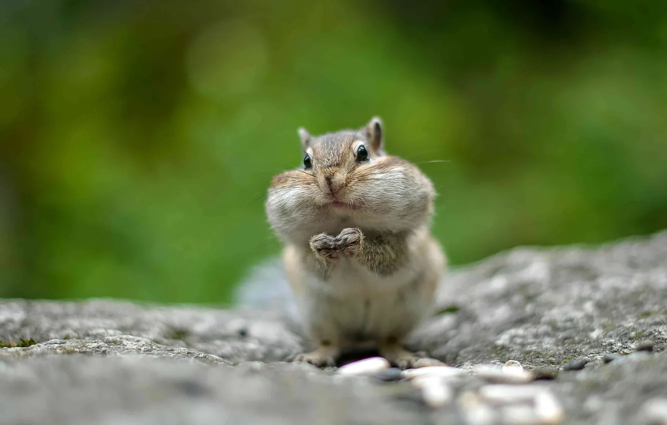 Фото обои rock, forest, squirrel