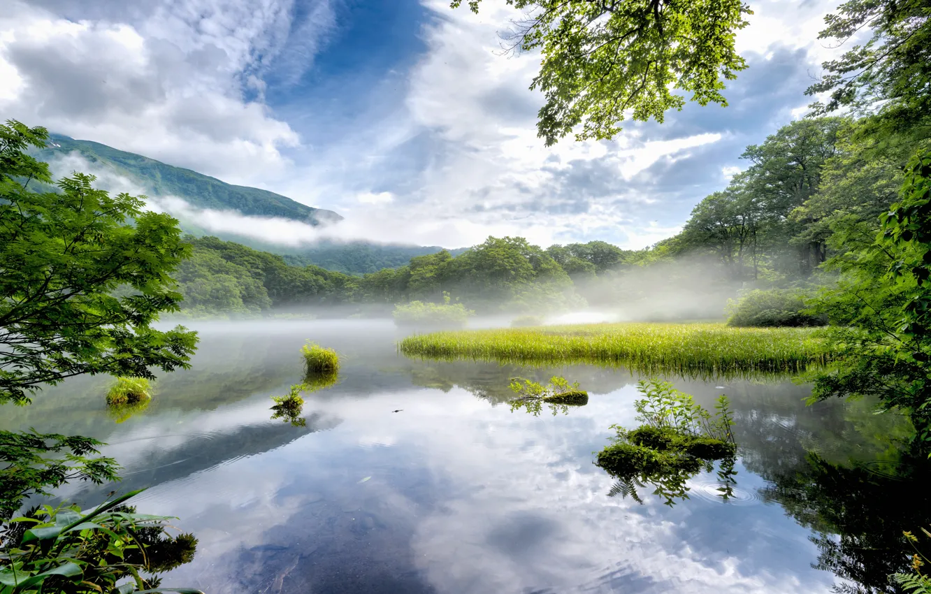 Фото обои лес, туман, отражение, берег, утро, водоем