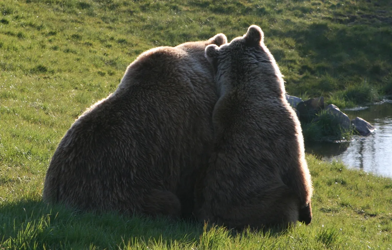 Фото обои animals, power, wildlife, brown-bears