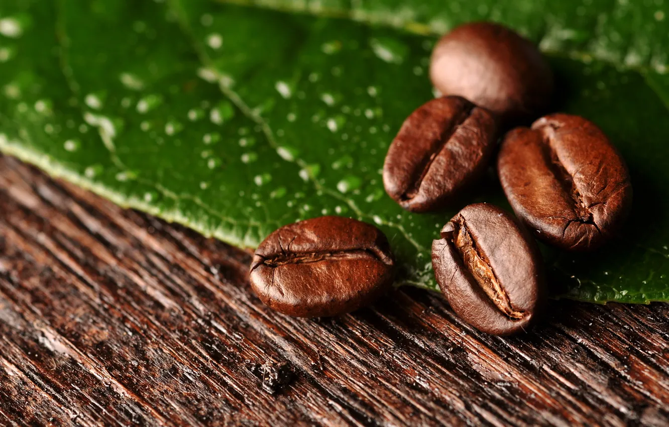 Фото обои макро, лист, кофе, зерна, macro, leaf, beans, coffee