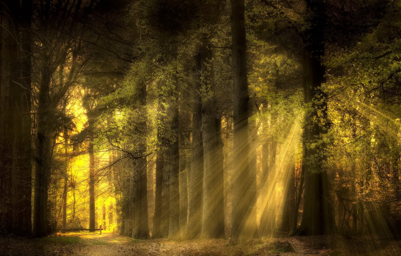 Фото обои лес, лето, солнце, лучи, свет, ветки, природа, листва