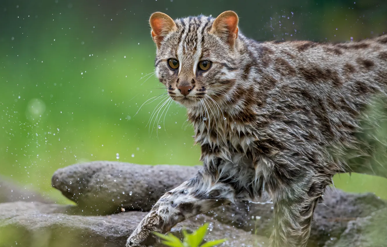 Фото обои вода, капли, брызги, Максим Логунов, Дикий лесной кот