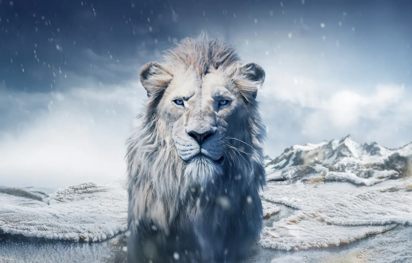 Фото обои зима, лев, король лев, Mufasa: The Lion King