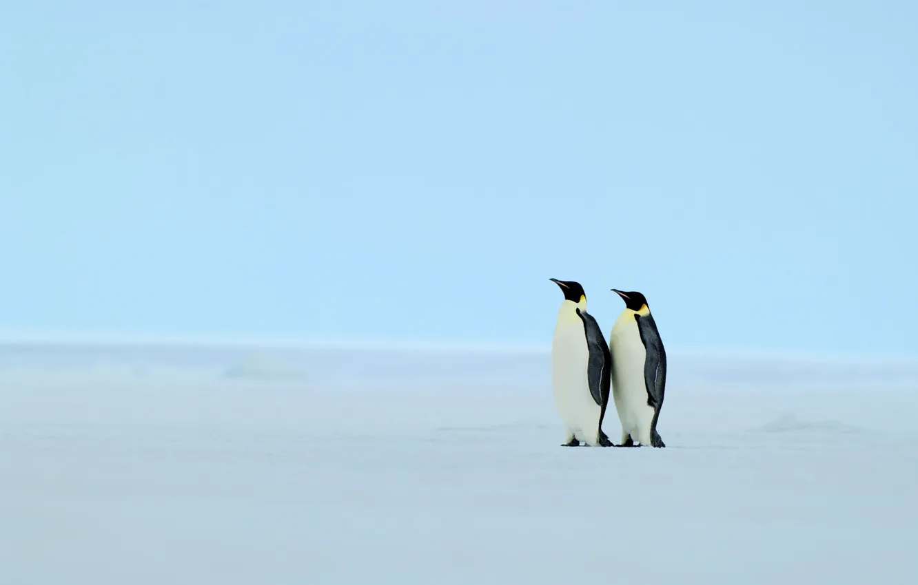 Фото обои зима, снег, пингвины