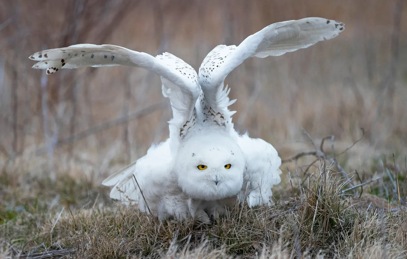 Фото обои трава, взгляд, сова, птица, крылья, белая, взмах, полярная