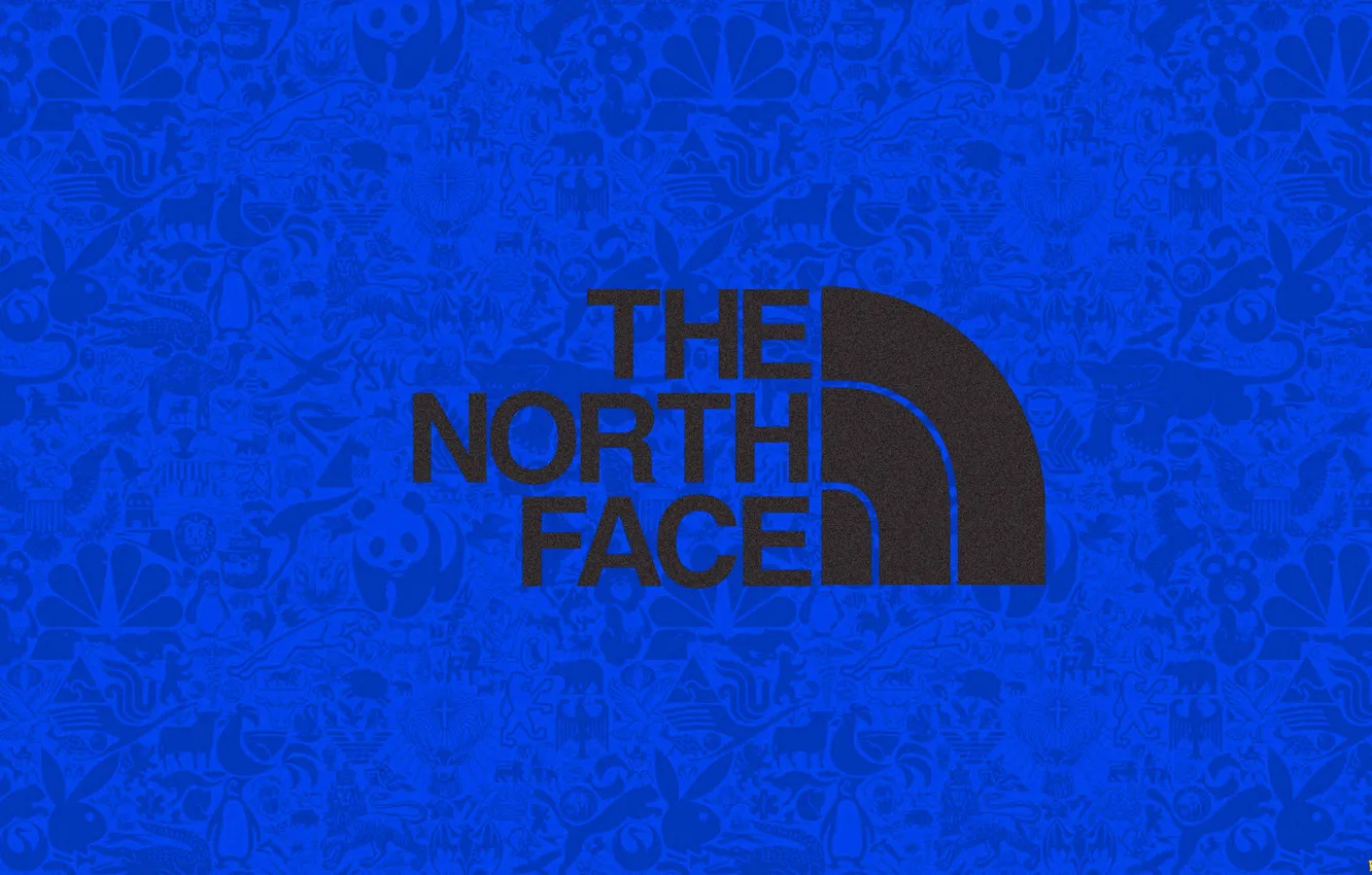 Фото обои фон, одежда, логотип, мода, 1920х1080, the north face, логотип the north face, красивая одежда