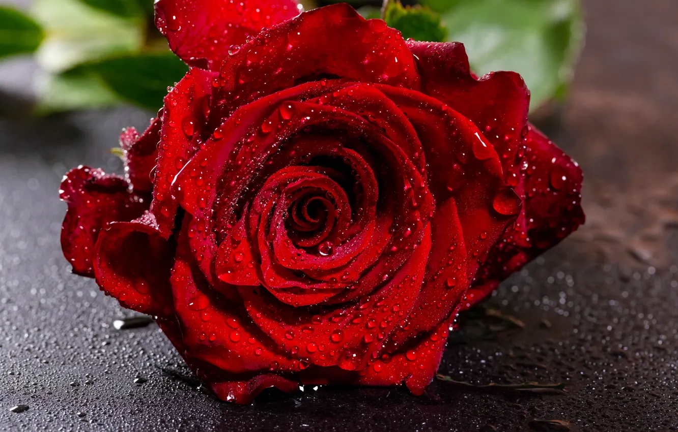 Фото обои цветок, капли, крупный план, красный, роза, мокрая, бутон, боке