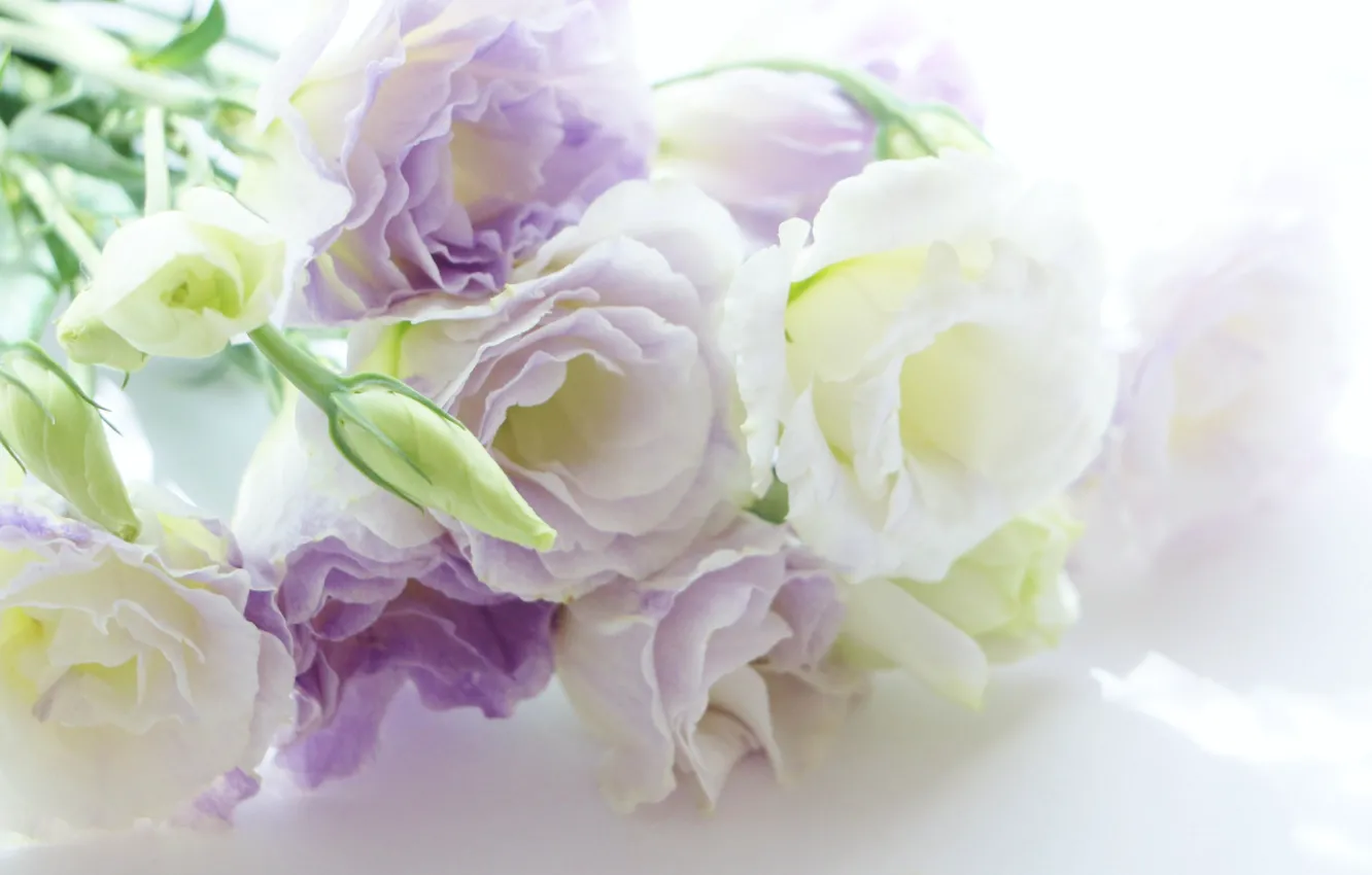 Фото обои цветы, фон, flowers, background, эустома, eustoma, бело-сиреневый