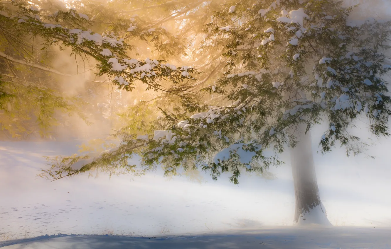 Фото обои зима, свет, снег, деревья, солнечный