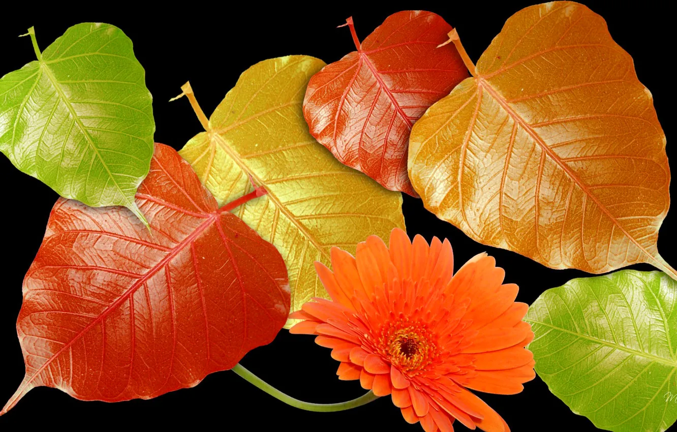Фото обои осень, цветок, листья, свет, блеск, лепестки