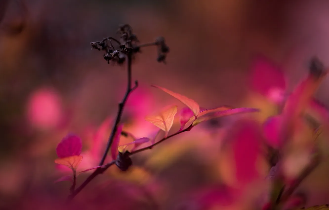 Фото обои ветки, природа, фон