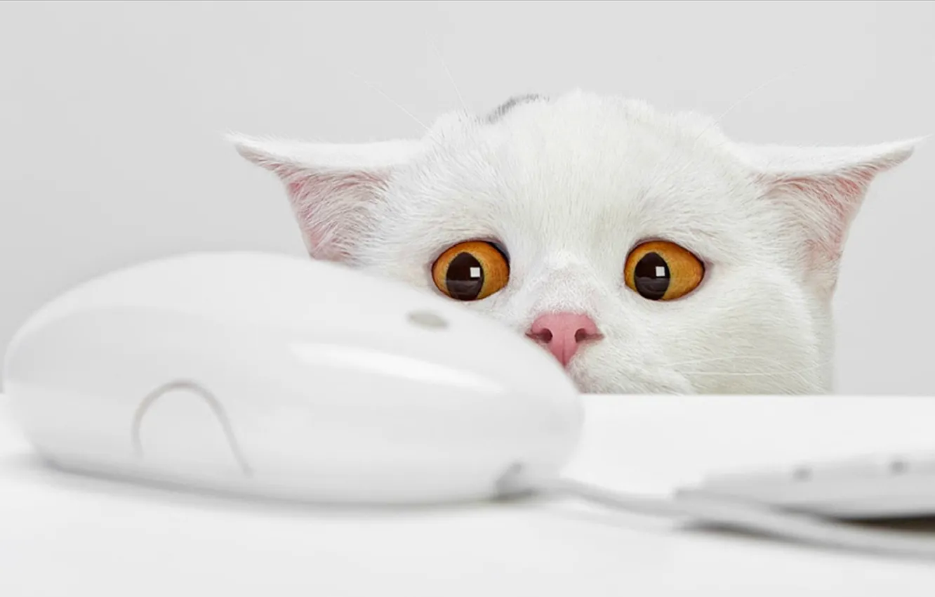 Фото обои испуг, мышка, желтые глаза, белый кот