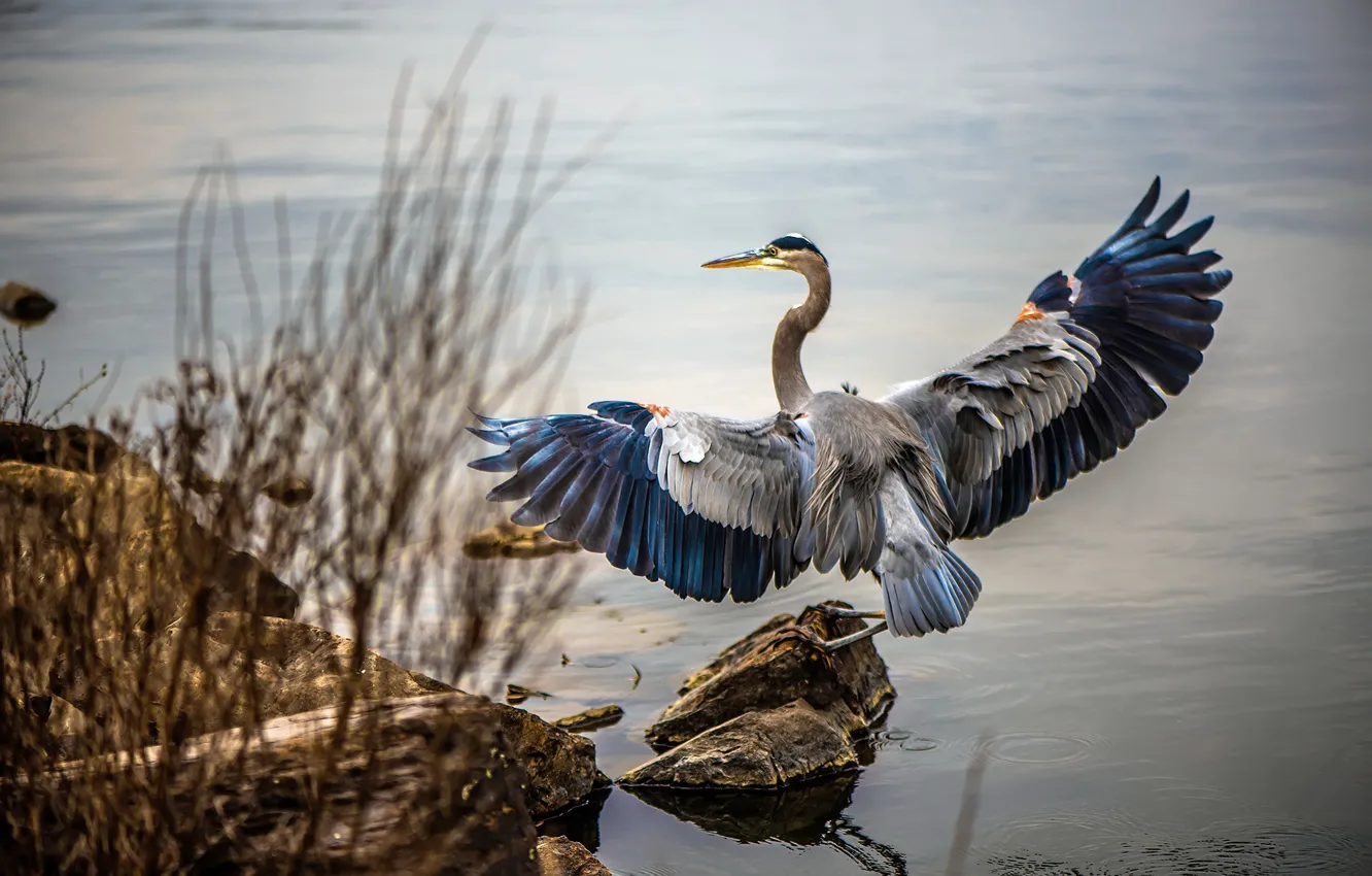Фото обои природа, птица, Dancing Heron