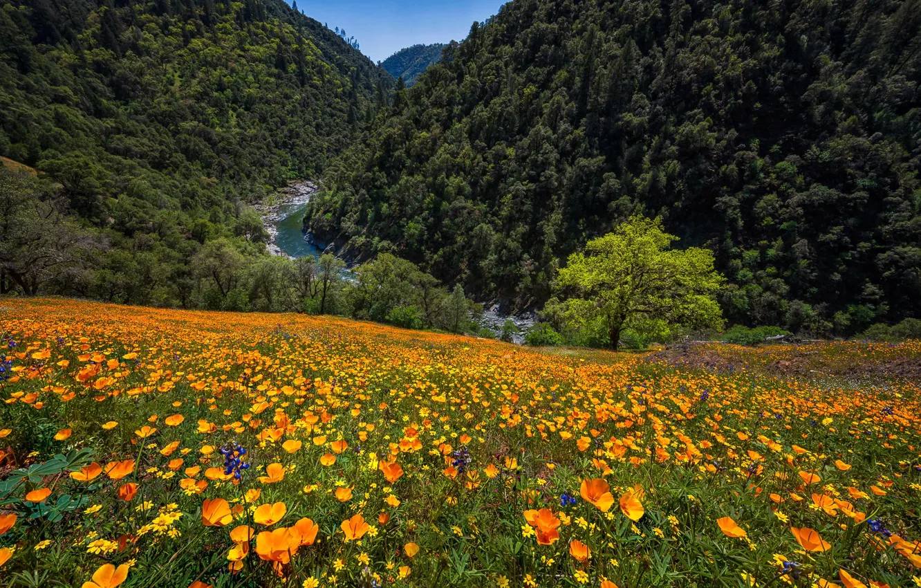Фото обои цветы, горы, река, маки, луг, Калифорния, ущелье, эшшольция