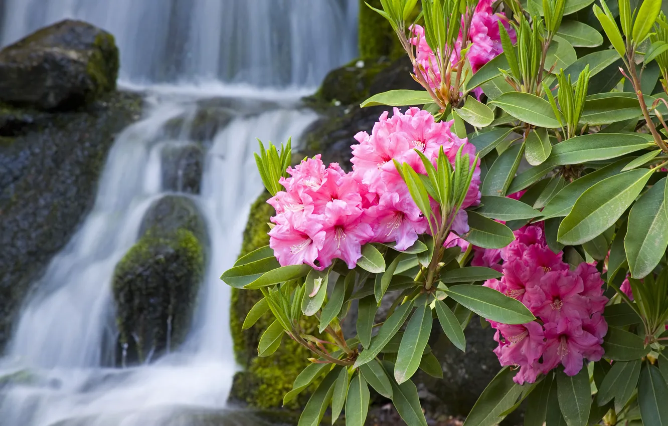 Фото обои макро, цветы, природа, камни, водопад, ветка, розовые, олеандр