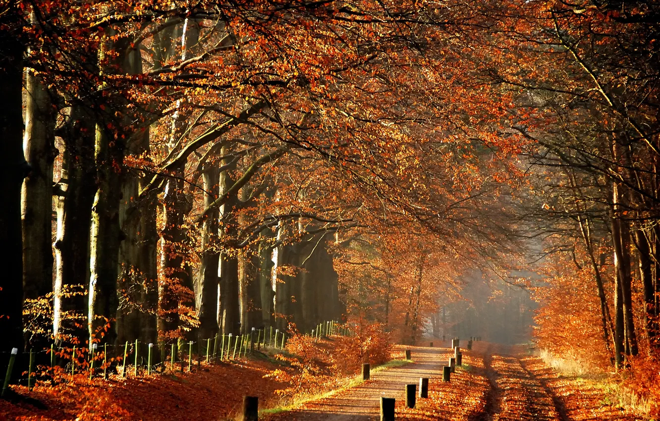 Фото обои деревья, туман, утро, Осень, дорожка, тропинка, autumn