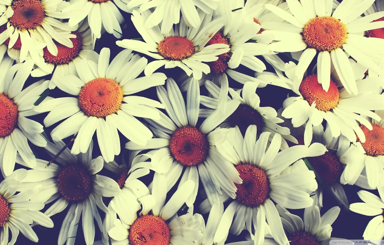 Фото обои ромашки, букет, винтаж, pretty flowers