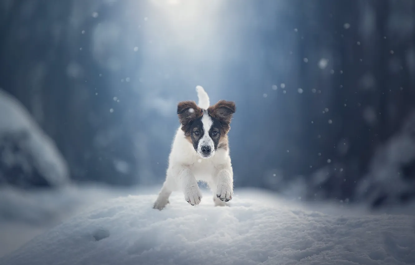 Фото обои зима, снег, собака, щенок, прогулка