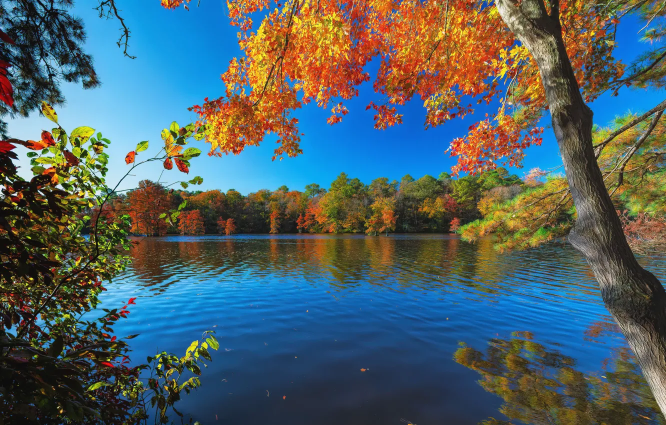 Фото обои осень, лес, деревья, озеро, пруд, Делавэр, Delaware, Trap Pond State Park