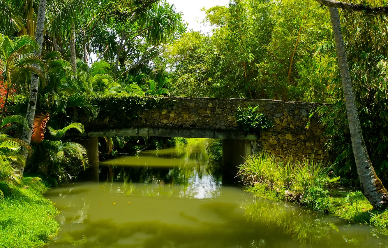 Фото обои зелень, трава, деревья, мост, тропики, пруд, парк, пальмы