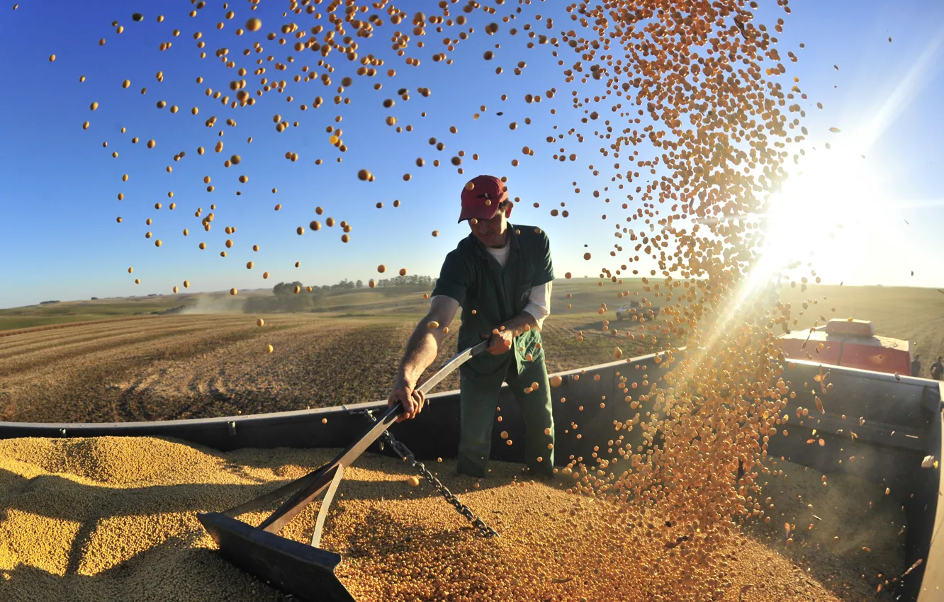 Фото обои машина, работа, кукуруза, мужчина, уборка урожая