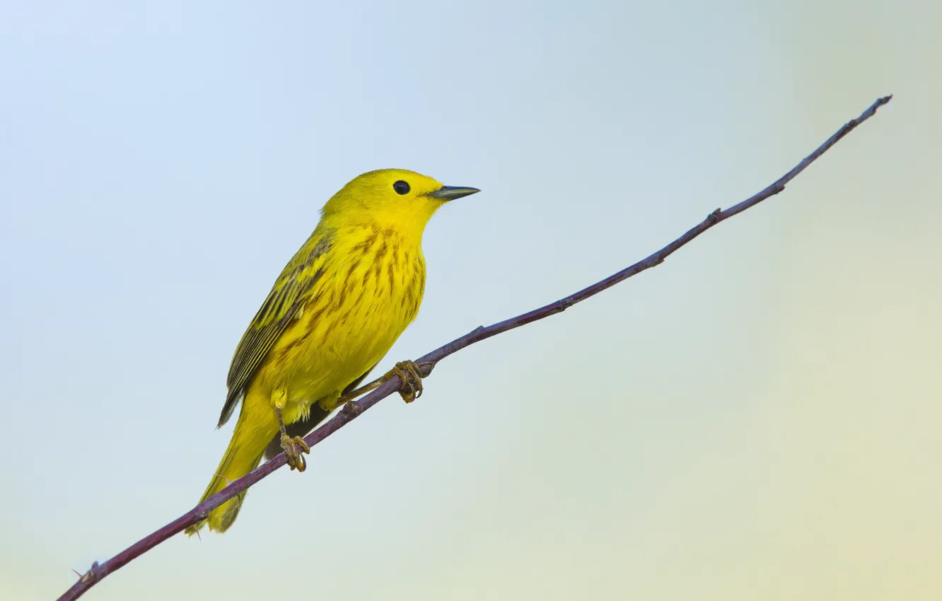 Фото обои yellow, bird, branch, warbler