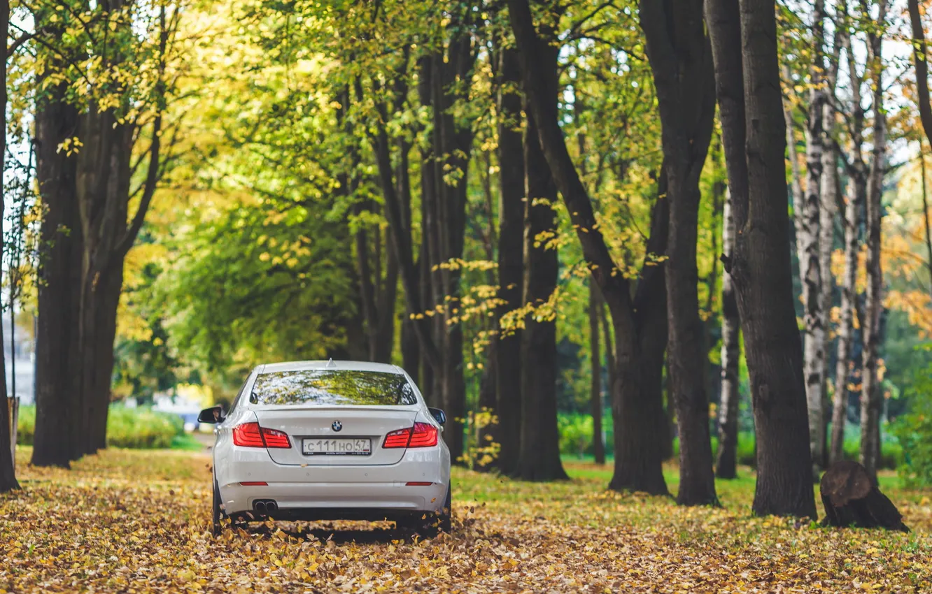 Фото обои осень, листья, BMW, white, 5 series, F10