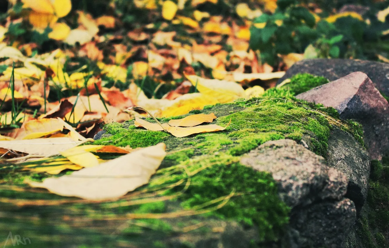 Фото обои осень, листва, камень, мох