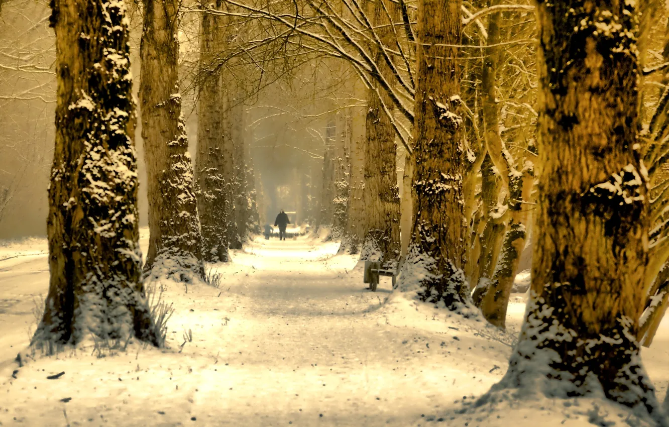 Фото обои зима, деревья, природа, аллея