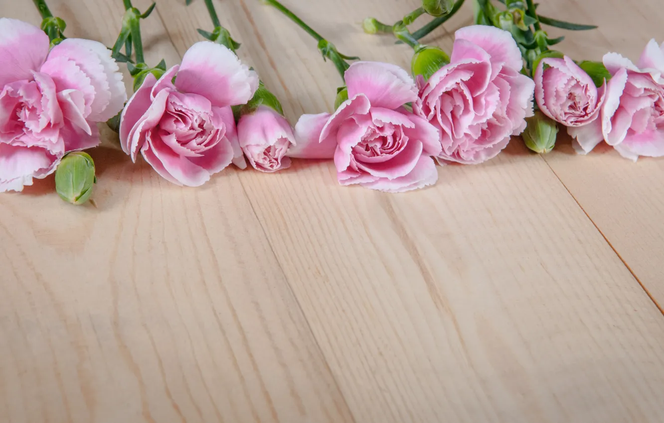Фото обои цветы, розовые, бутоны, wood, pink, flowers, гвоздики