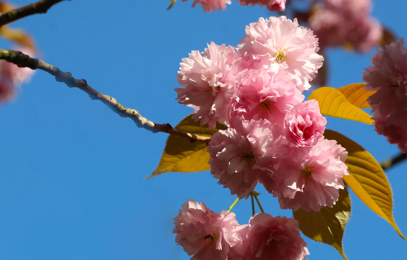 Фото обои flowers, spring, Japanese cherry