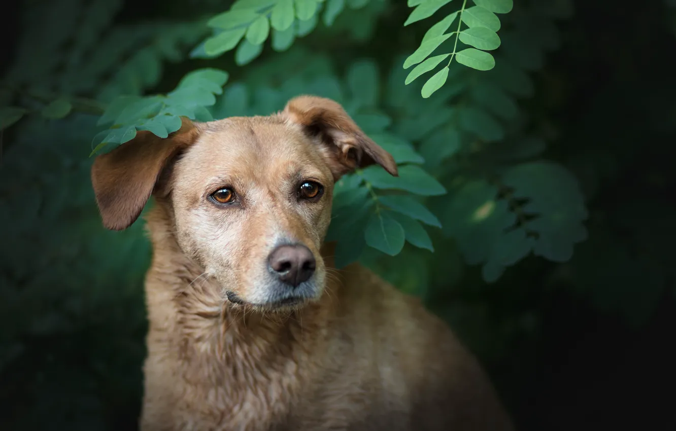 Фото обои зелень, ветки, собака, боке, Лабрадор