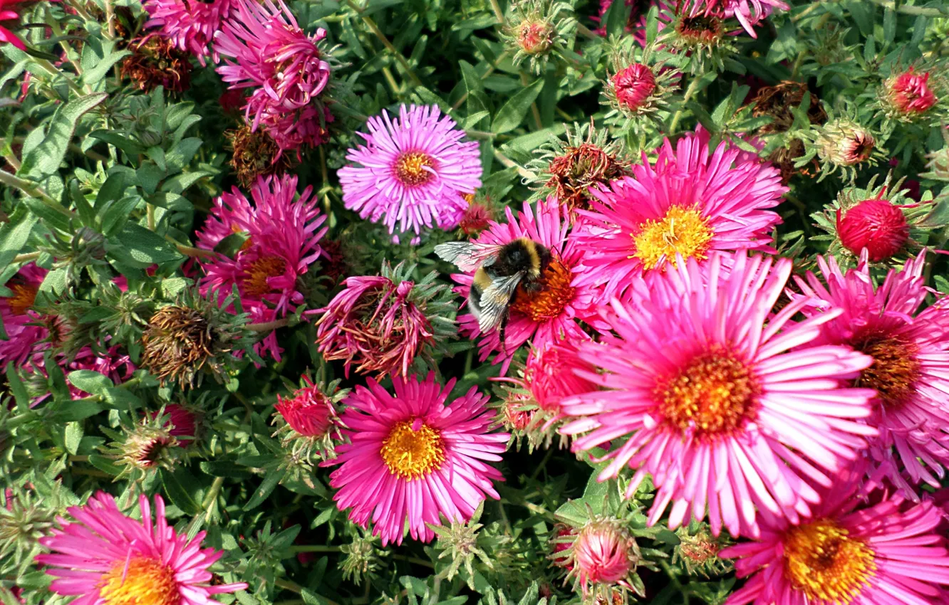 Фото обои осень, цветы, пчела, шмель