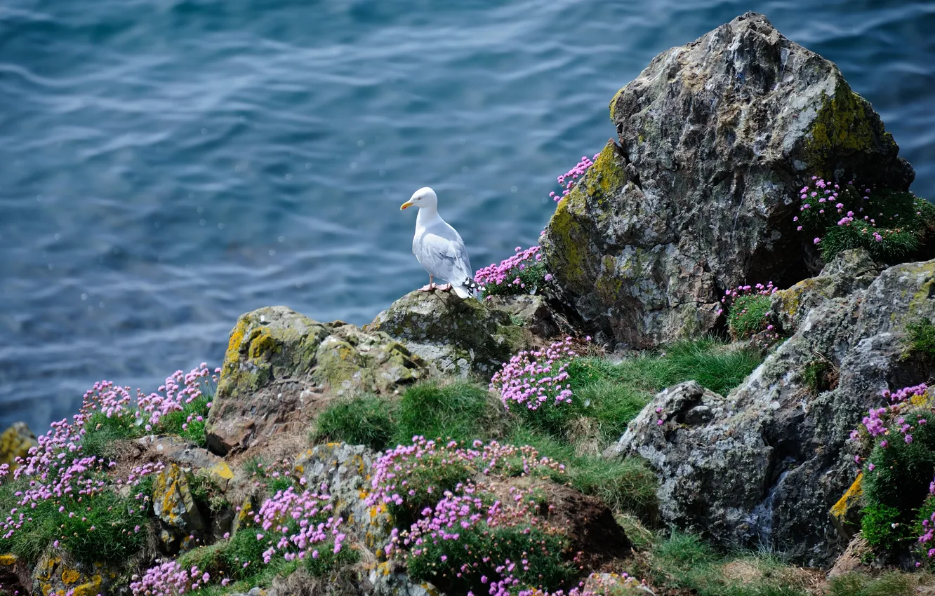 Фото обои море, трава, цветы, скалы, птица, чайка, Seagull