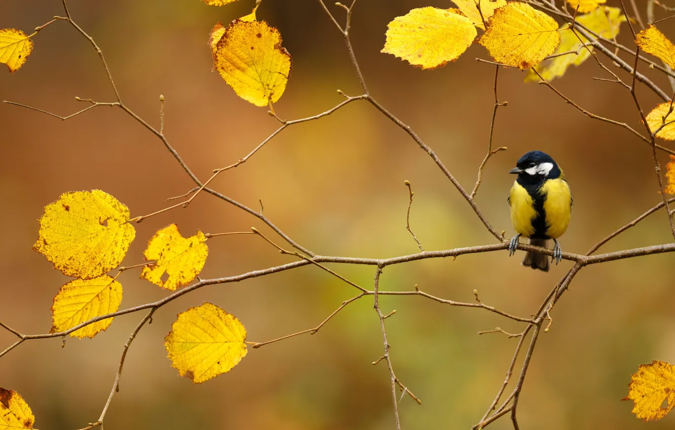 Фото обои осень, птица, листва, ветка, синица