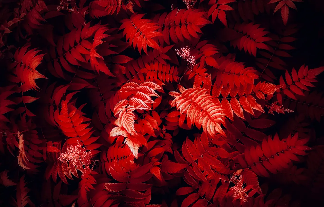 Фото обои Природа, Красота, Nature, Foliage, Red leaves, Red aesthetic, Closeup Photography
