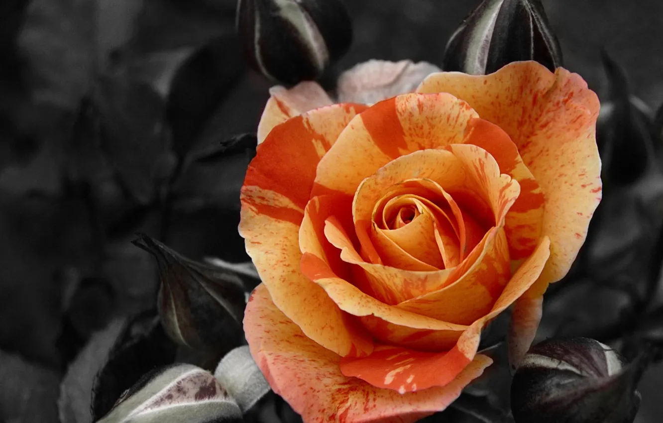 Фото обои темный фон, роза, контраст, чайная