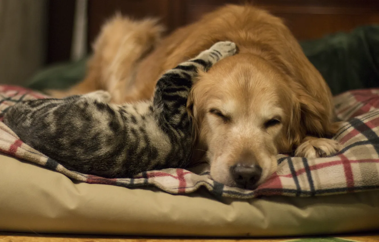Фото обои кошка, фон, собака, дружба