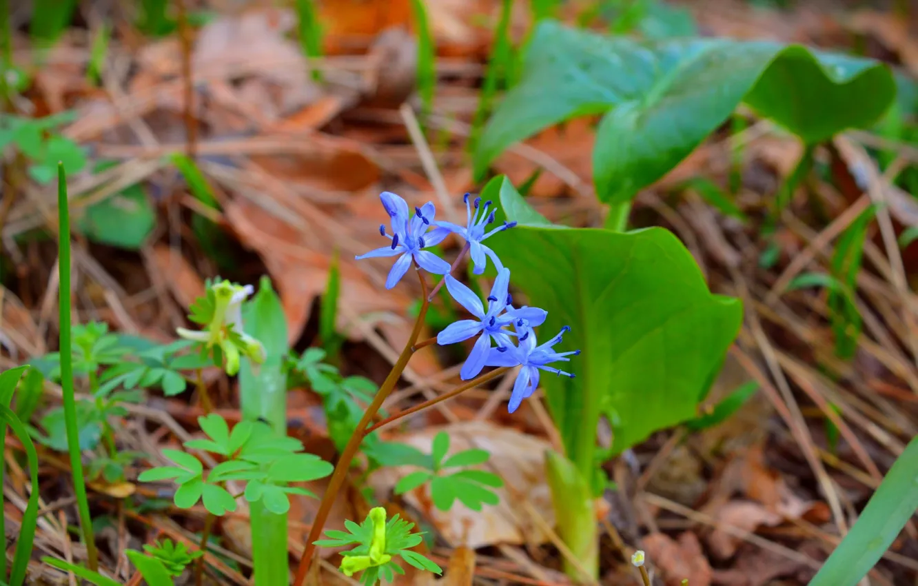 Фото обои Весна, Spring, синие цветочки, Blue flowers